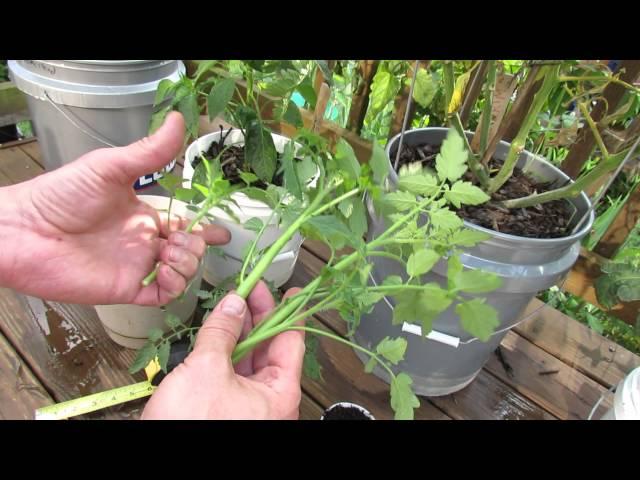 How to Easily Clone Tomatoes and Root Tomato Suckers - The Rusted Garden 2013