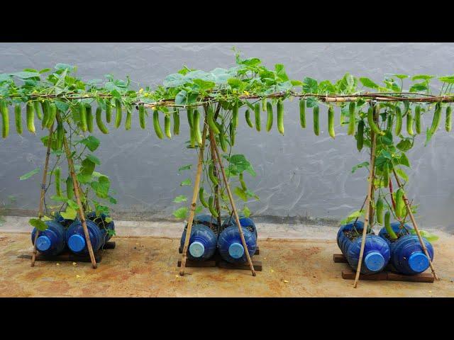 Growing cucumbers this way, you won't need to buy cucumbers from the market anymore