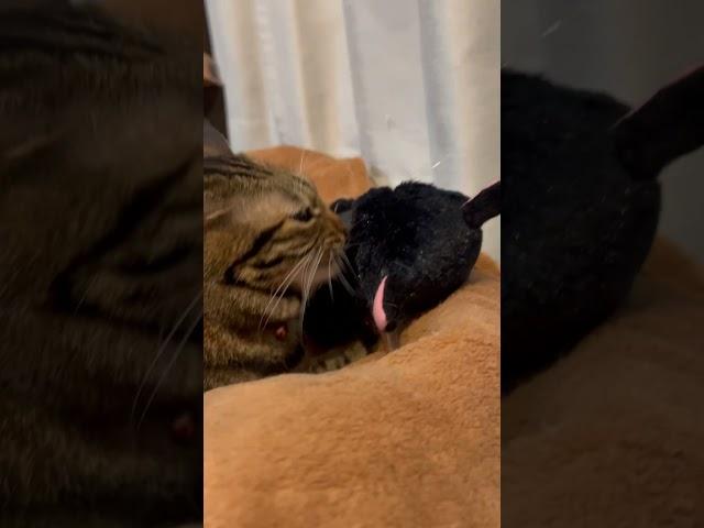 【ぬいぐるみ大事猫】「リンちゃんはぬいぐるみスクラッチ君の毛づくろいに夢中ですな（笑）」#cat #猫#キジトラ#ベンガル#short #shorts #かわいい猫 #おもしろ