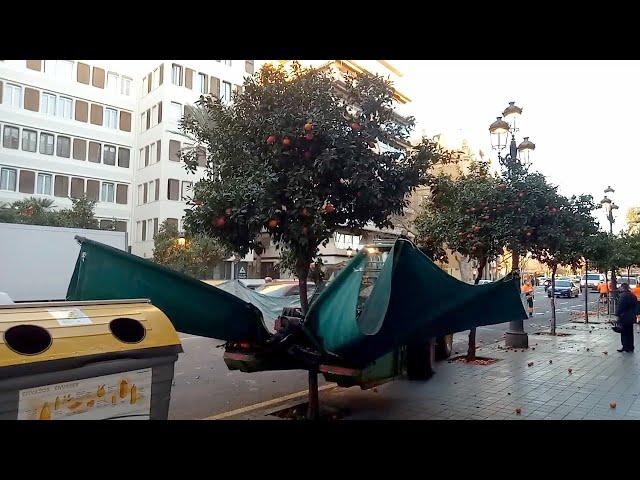 Valencia Oranges Harvest Machine - Shake it like it's HOT! Weird Machines