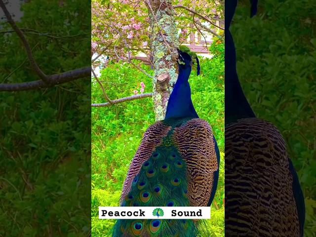 Peacock sound | Mor ki Awaaz#birds #peacocksound  #animals #shorts