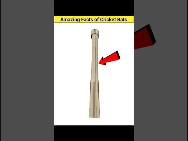 Amazing Facts of Cricket Bats  #shorts #facts #cricket #viral