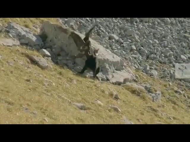 Mountain goat vs eagle