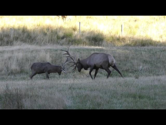 Red Stag Vs. Elk