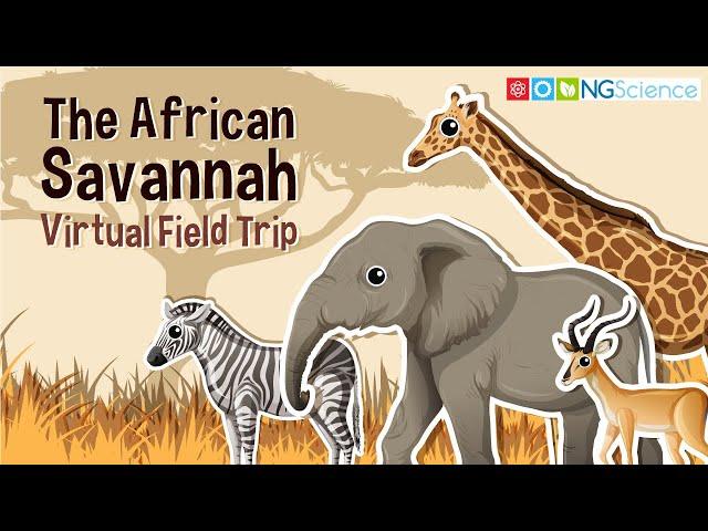 African Savannah – Virtual Field Trip