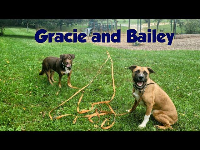 Aussie Mix Gracie and Pitbull-Akita Mix Bailey Overcome Fear and Fighting With Each Other!