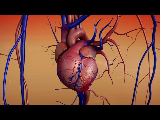 Circulatory System I Animated  I  Grade 9 - Q1 l PART 2