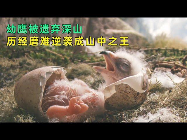 幼鹰被遗弃深山，历经磨难逆袭人生，结局超暖 From Abandoned Eaglet to Soaring Success: A Heartwarming Tale of Perseverance