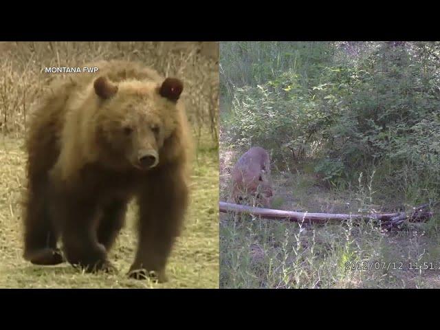 Bobcats and Grizzlies play key roles in Montana's ecosystem