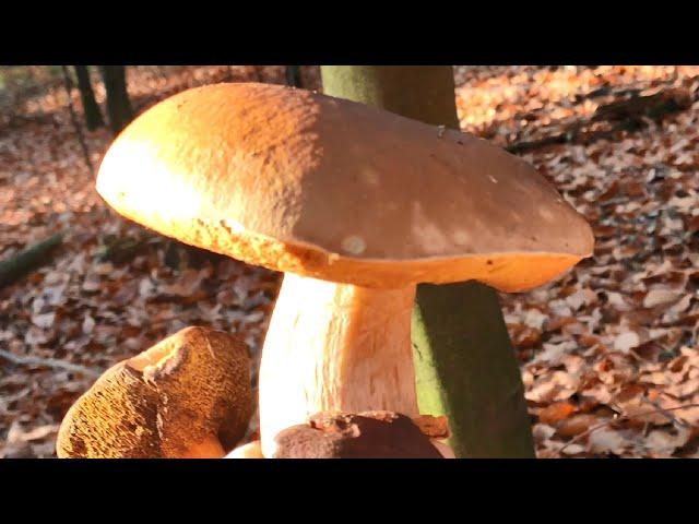 Mushrooms 2024 BOLETUS EDULIS!SHOCK !!!  LIKE AS GOLD IN THE FORESTS! MUSHROOMS PICKING