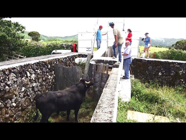 JAF Wild Bulls - Embarque Dos Touros (Curro Para Ilha Graciosa) - Açores