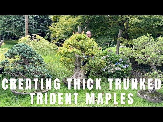 Creating Thick Trunks and Good Taper for Trident Maple Bonsai