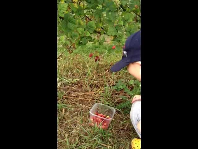 Lucas picking taysberries 3