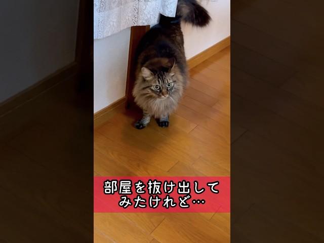 扉を開けたら、そこにはロロちゃん#保護猫 #cat #ねこ #空から降ってきたネコちゃんズ