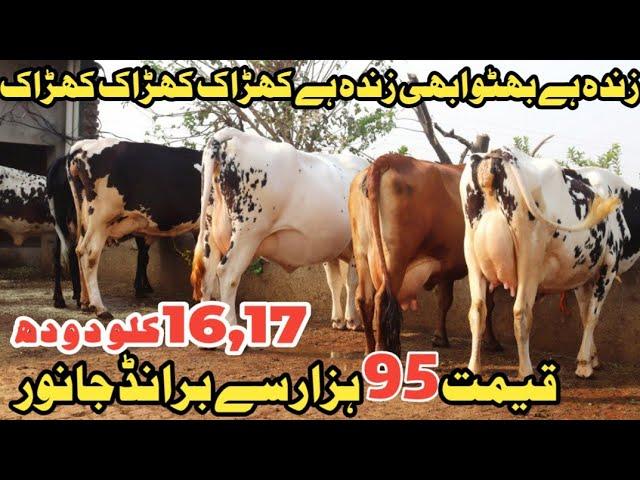 امانت عرف بھٹو سیالکوٹ 6 خوبصورت گائے 1 بچھڑا دستیاب 6 نومبر 2024 Farming and Business Ideas