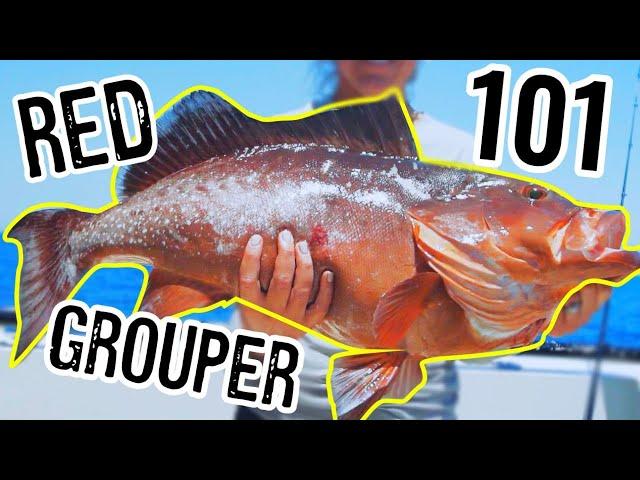 How To Catch Red Grouper 101 [Rigs, Baits, & More]