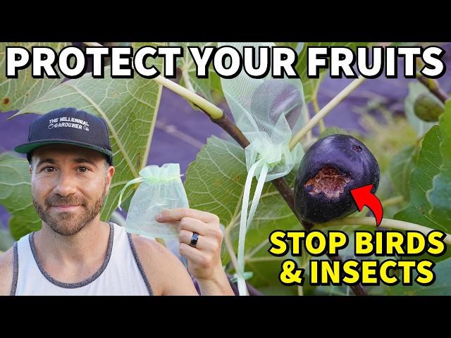 The EASIEST Way To Protect Fruits From Insects And Birds