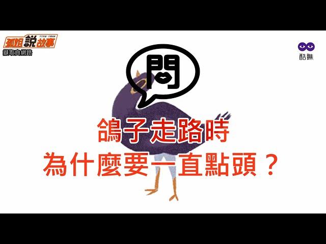 為什麼鴿子行進會一直點頭？【TAYLOR's 孤姐說故事】