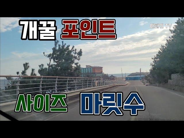 개꿀 포인트, 사이즈 마릿수 (feat. 볼락이 없을것 같은데 잘나온다.)