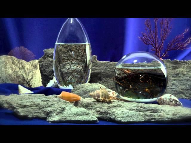 EcoSphere Introduction Video