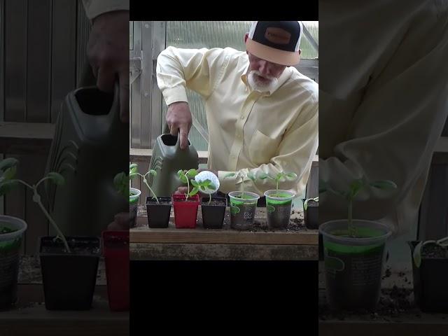 Turn 1 container of basil into 7 plants