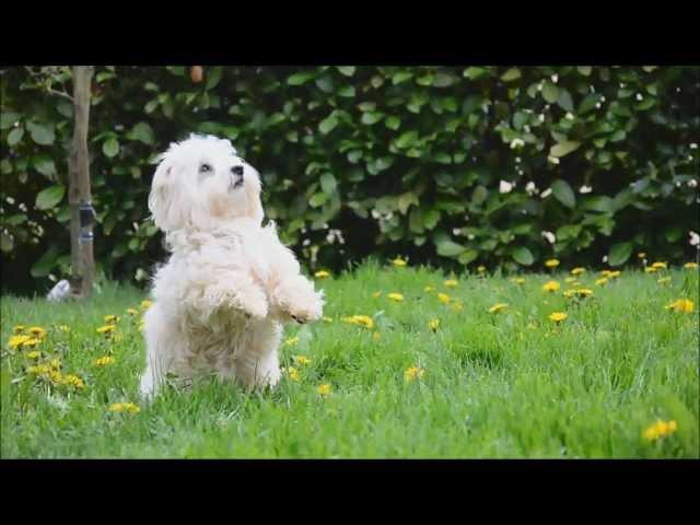 Dog Tricks by Coton de Tulear Isy