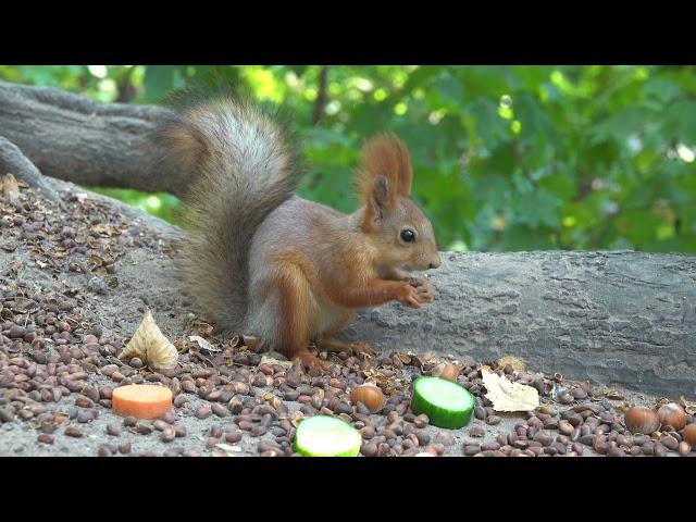 О белках и блогерах / About squirrels and bloggers