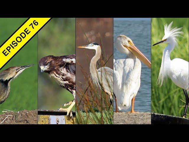 5 Favorite Birds Found in California Rice Fields and Farms!