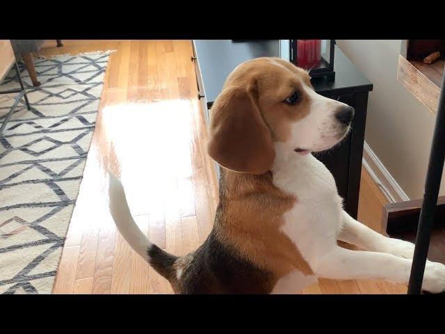 18 sounds a beagle makes in under 4 minutes