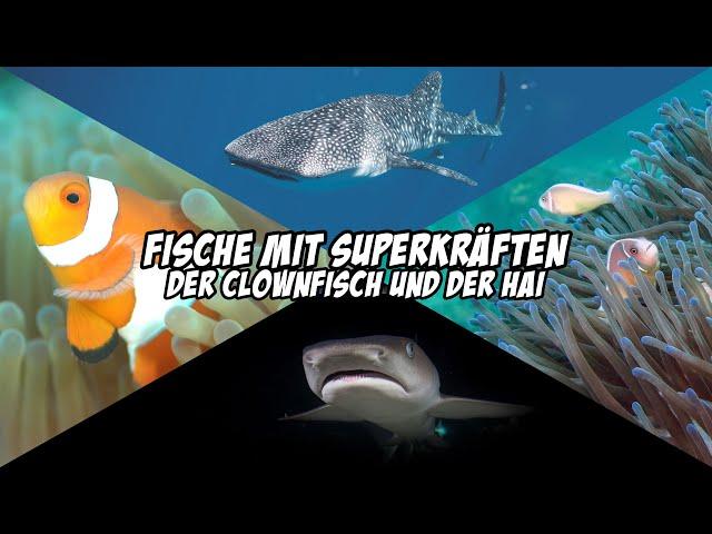 Fische mit Superkräften - Der Clownfisch und der Hai