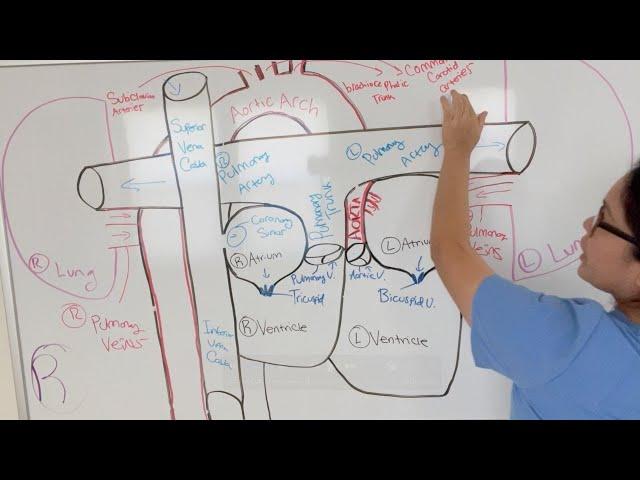 ATI TEAS 7 I COMPLETE CARDIOVASCULAR SYSTEM REVIEW Part 1