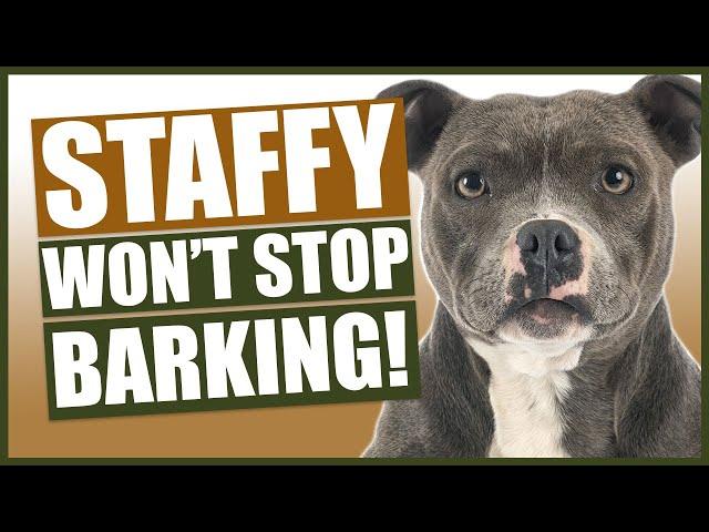 How To Stop Your STAFFORDSHIRE BULL TERRIER Barking