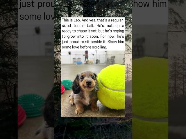 This Tiny Puppy Is Smaller Than A Regular Tennis Ball