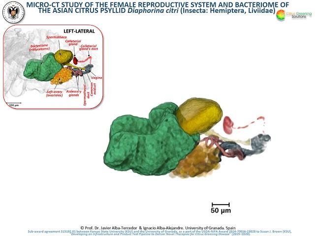 Micro-CT of female reproductive organs and bacteriome of the Asian Citrus Psyllid  Diaphorina citri