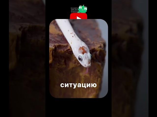 Самая идеальная змея? #планетаэкзотики #животные #змеи