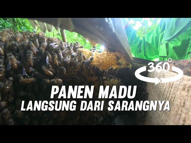 BEGINILAH SITUASI SAAT PANEN MADU DI SARANG LEBAH