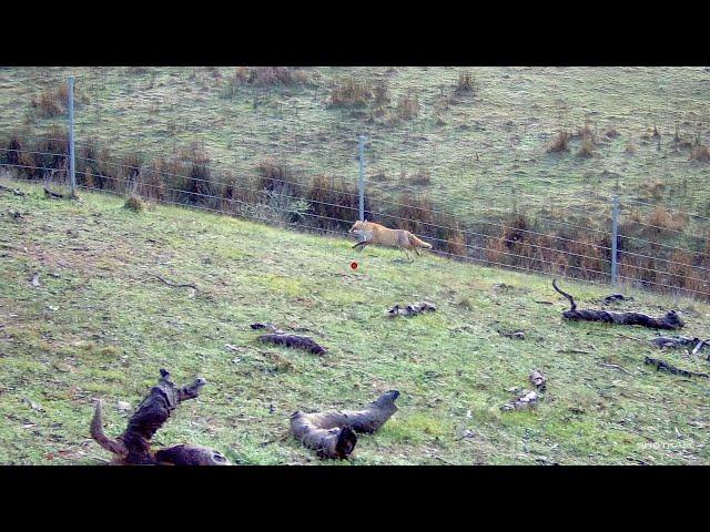 Driven Fox Hunt with Beretta Silver Pigeon 12G with Jagd Terriers Victoria 30/06/2024