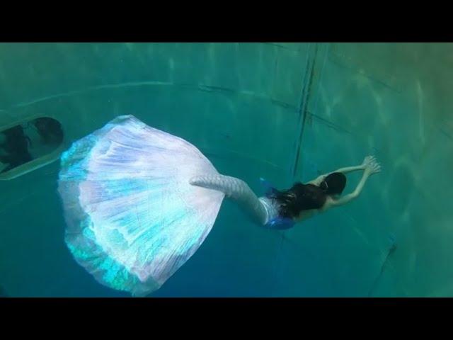 Real mermaid tail extended betta fish