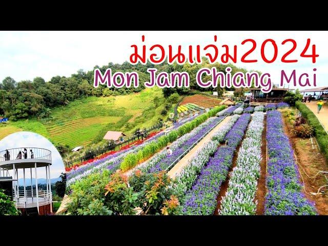 มีอะไร! ม่อนแจ่มเชียงใหม่ พ.ย2024 Mon jam Chiang Mai