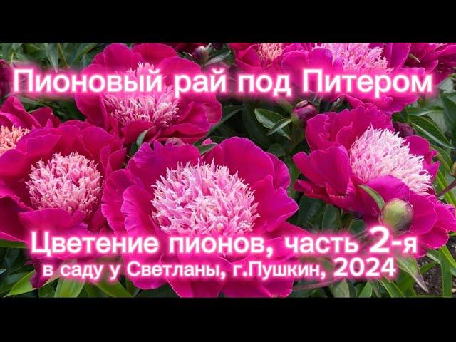 Пионовый рай под Питером. Цветение пионов часть 2-я. В саду у Светланы, г.Пушкин, 2024