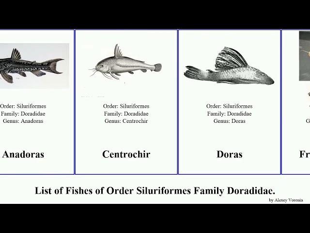 Fishes of Order Siluriformes Family Doradidae Franciscodoras Acanthodoras Megalodoras Trachydoras