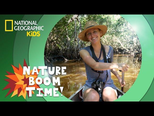 Florida Everglades | Nature Boom Time | @natgeokids