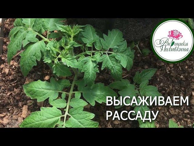ВЫСАЖИВАЕМ РАССАДУ В ТЕПЛИЦУ