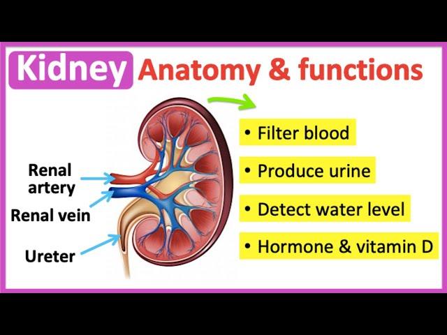 Kidney anatomy & function | Easy learning video