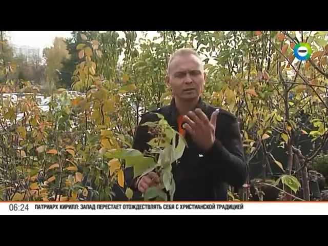 Как выбрать саженцы малины