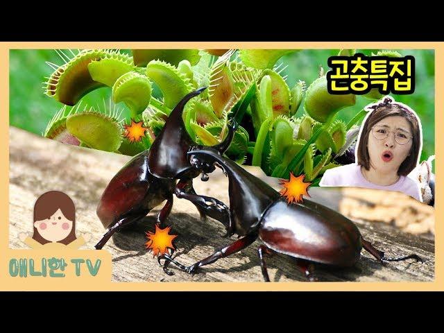 Insects [AnnieHan TV]