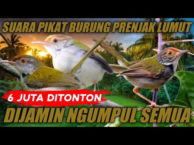 Suara pikat prenjak lumut, dijamin ngumpul semua