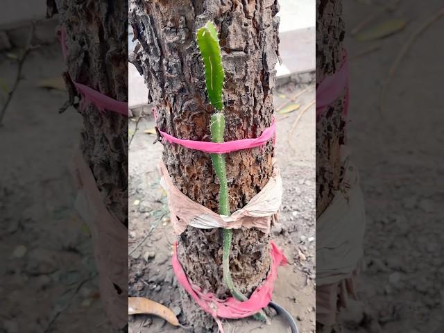 Dragon fruit planting  #garden answer #growing food #modern homesteading #homesteading values