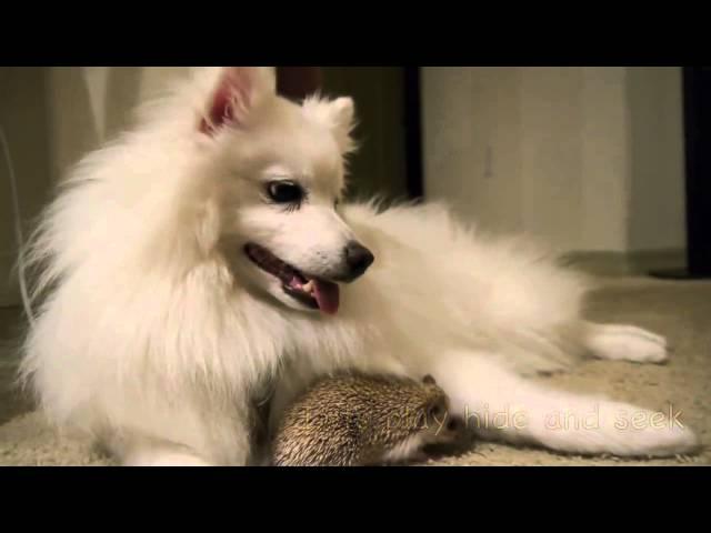 Dog and hedgehog are best friends