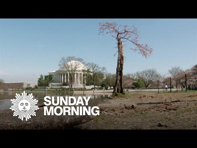Stumpy, the Washington, D.C. Tidal Basin's "celebri-tree"